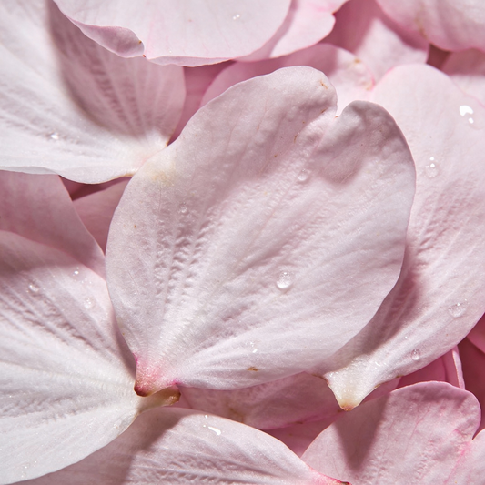 Cherry Blossom Tabs (30pcs)